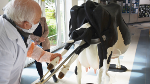 Milionová modelka pomůže budoucím veterinářům
