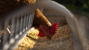 Hasiči a veterináři zlikvidovali chov slepic s ptačí chřipkou