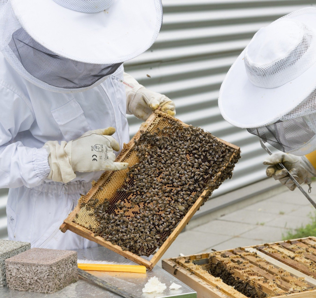 Včelaři během zimy přišli o pětinu včelstev