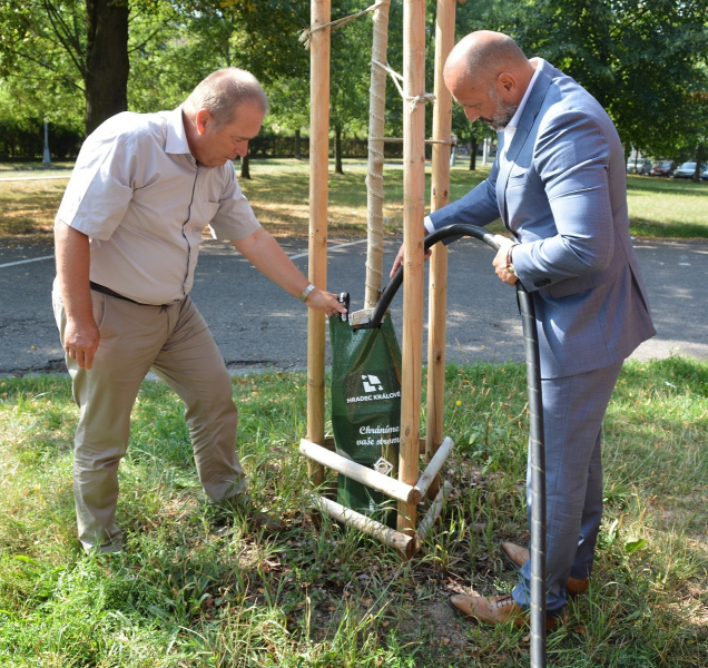 Hradecké stromy budou pít ze zavlažovacích vaků