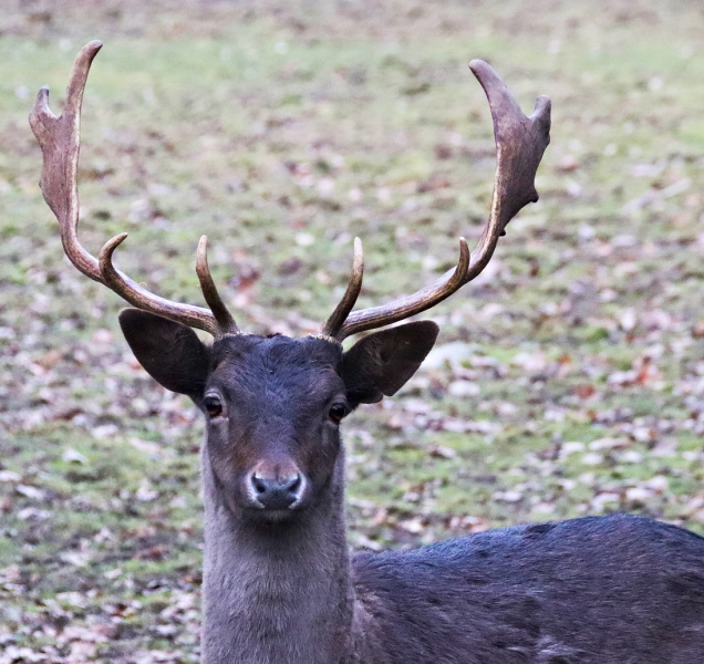 Hradecké Městské lesy chystají novinky v lese i na rybníku