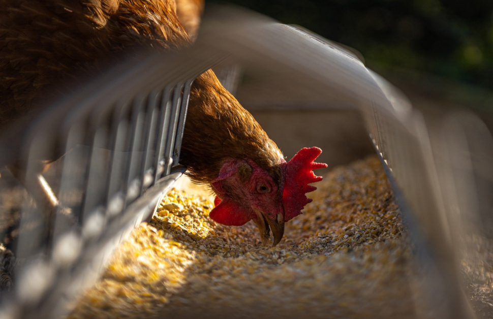 Hasiči a veterináři zlikvidovali chov slepic s ptačí chřipkou