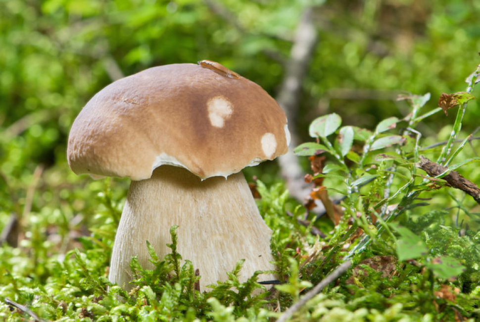 5 houbařských rad, abyste se z lesa nevrátili s prázdnou