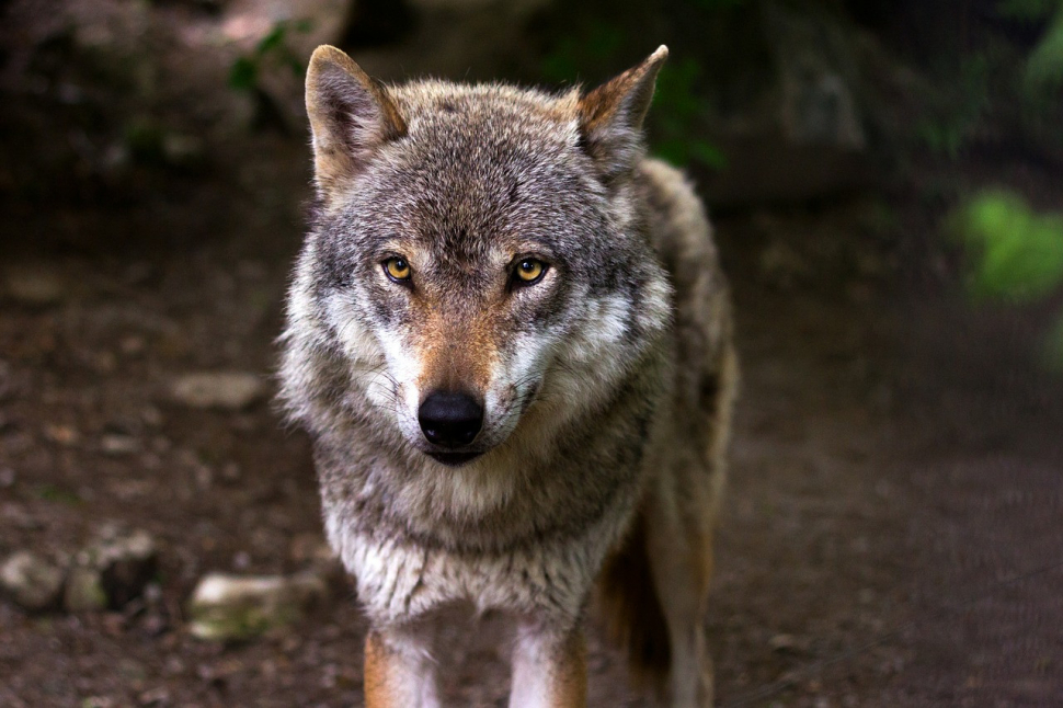 Kraj letos vyplatil už 1,8 milionu za škody způsobené vlky